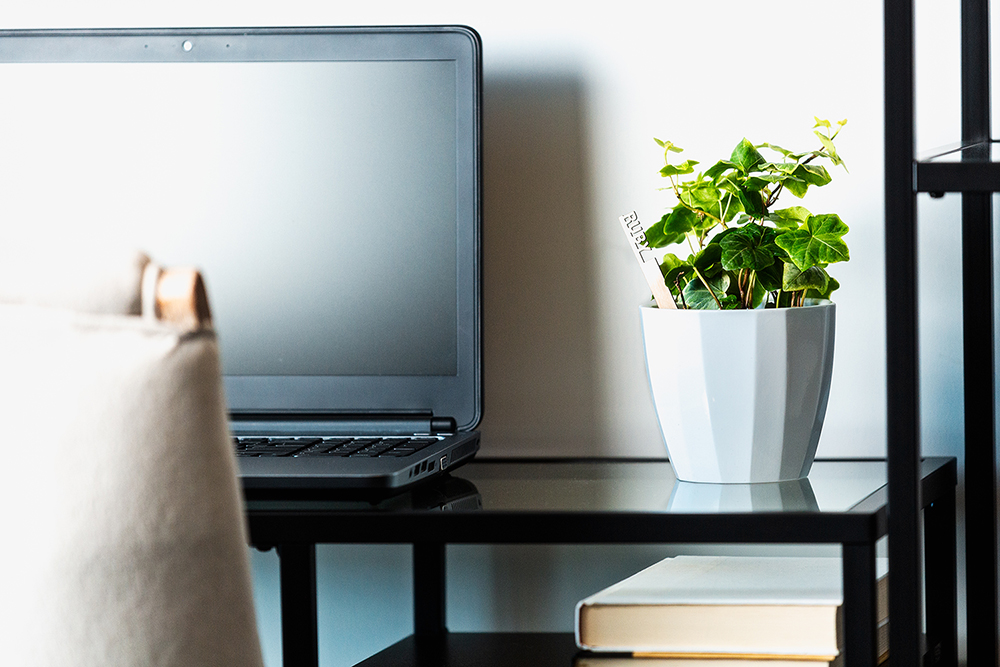 The Green Boost: How Live Plants Can Revitalize Employee Morale and ...
